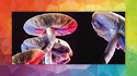Gnome Home Mycology