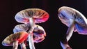 Gnome Home Mycology