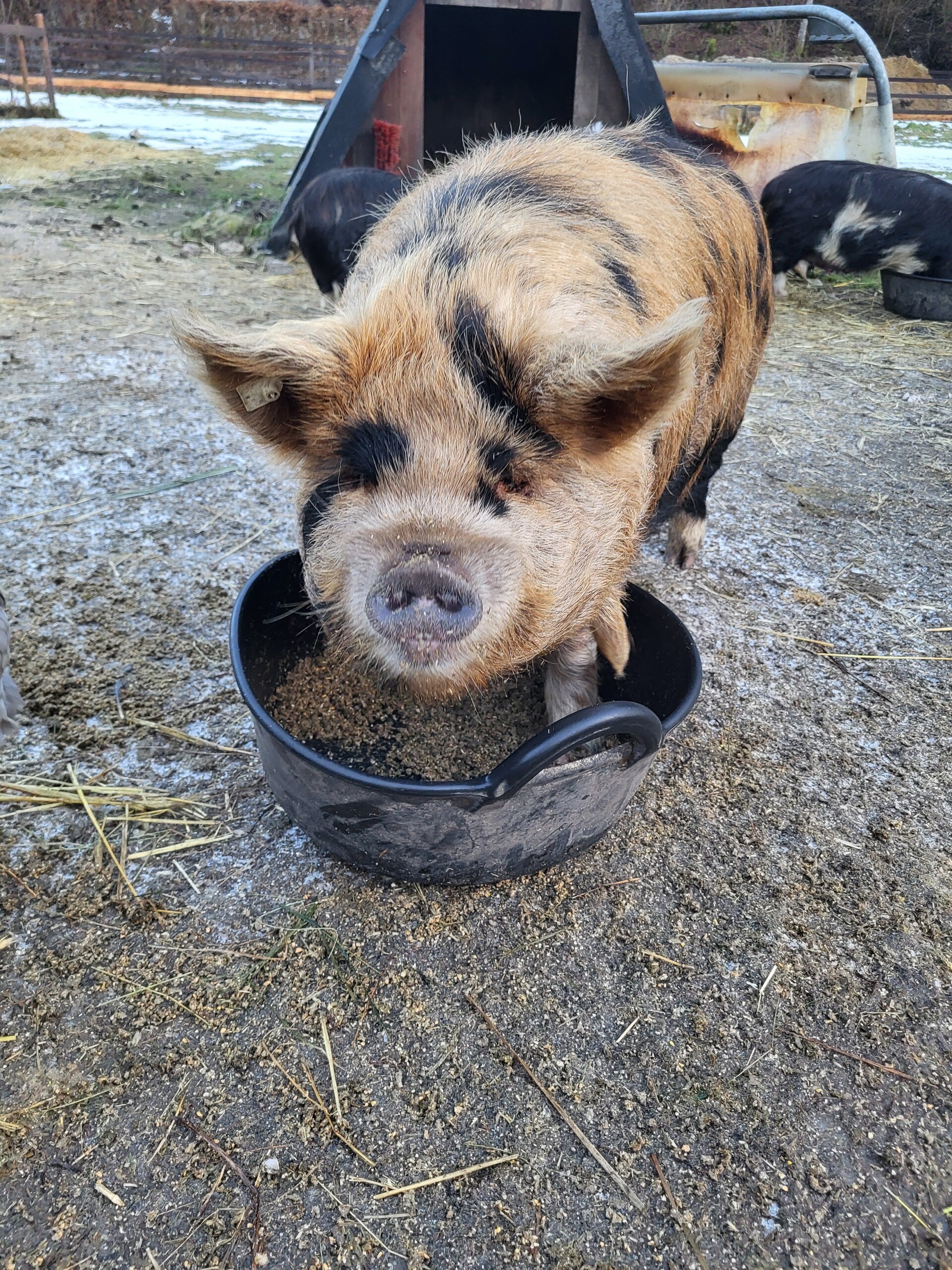 Tiere für Selbstversorgung halten