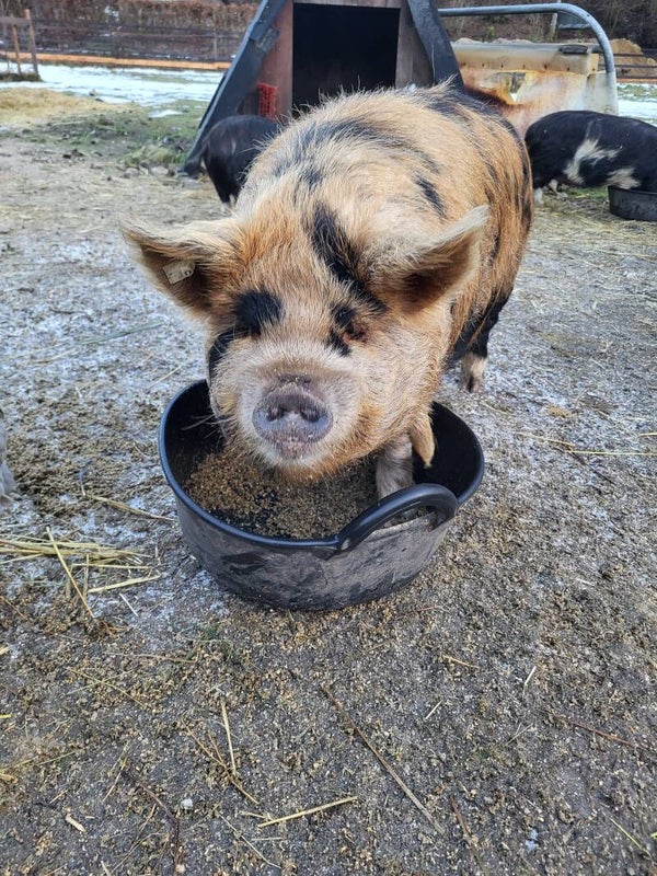 Tiere für Selbstversorgung halten