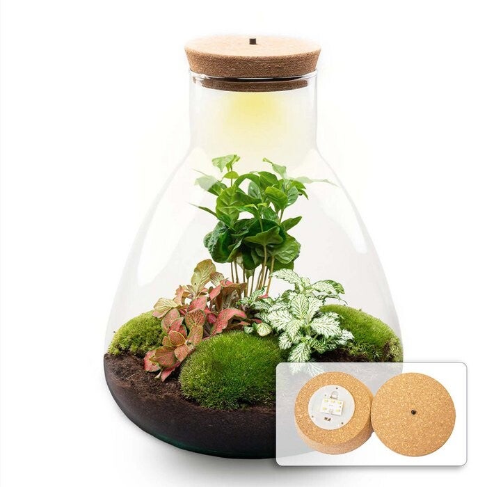 Terrarium plantenkit DIY