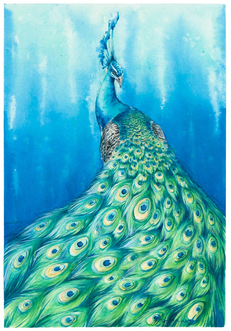 1-peacock-standard.jpg