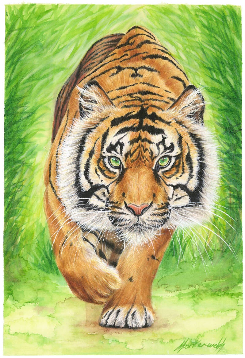 4-bengal-tiger-standard.jpg