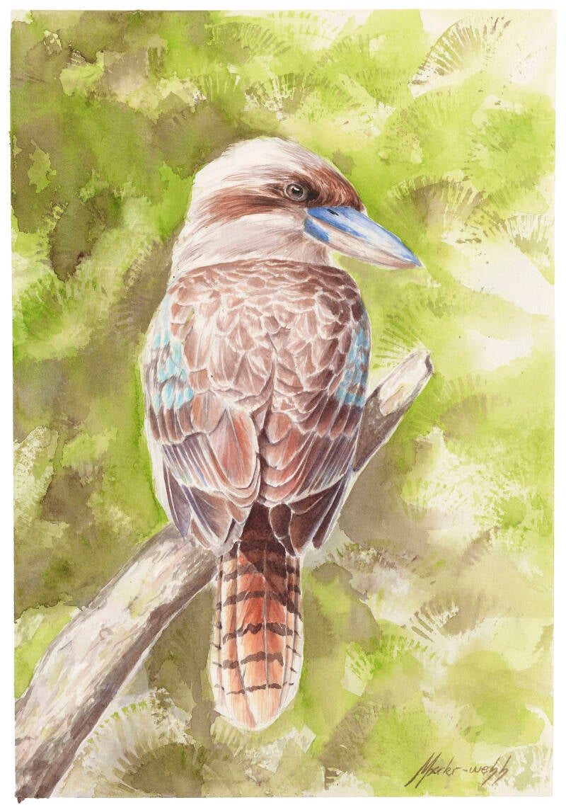 4-kookaburra-standard.jpg