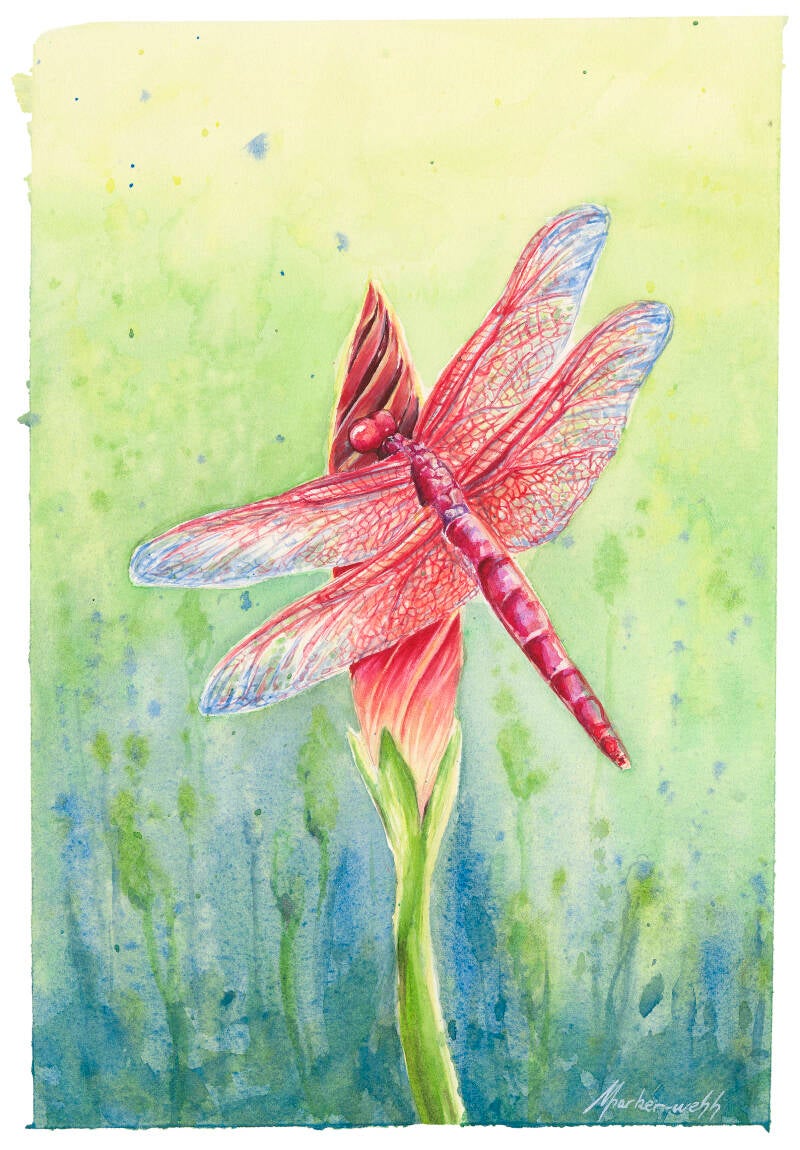 6-dragonfly-standard.jpg
