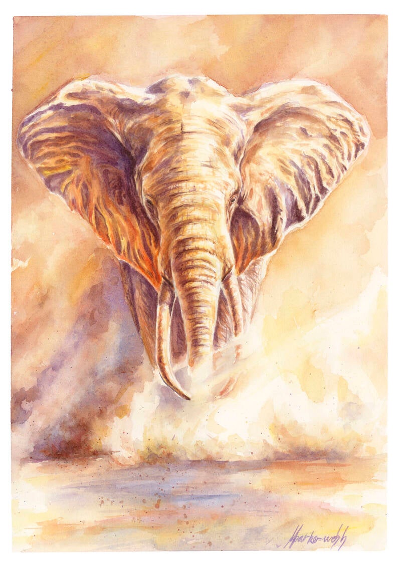 elephant-standard.jpg