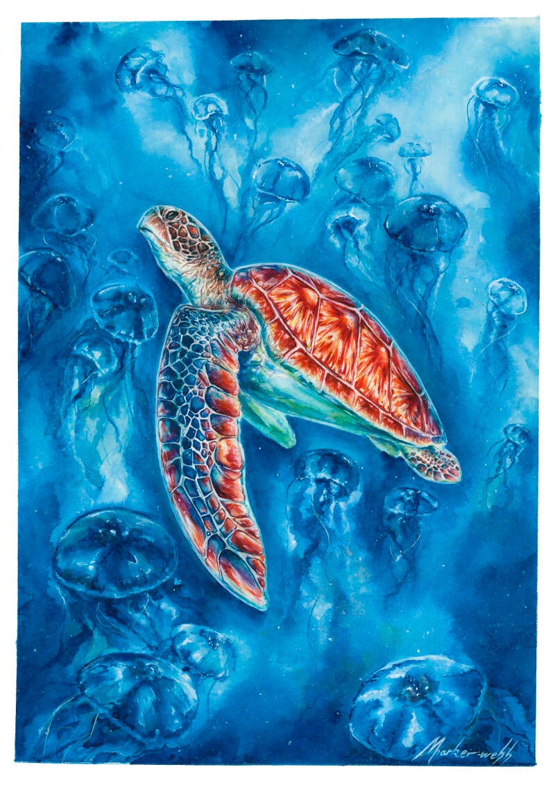 turtle-standard-ir7iwd.jpg