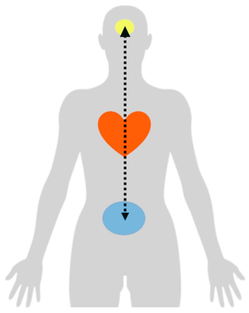 Afbeelding van de body mind centering.Met oogbewegingen kun je diepgaand oude onverwerkte emoties opschonen tot in de bindweefsels van de organen en tot in het cel geheugen. De eeuwenoude kennis over de energetische werking van het brein is een andere bel