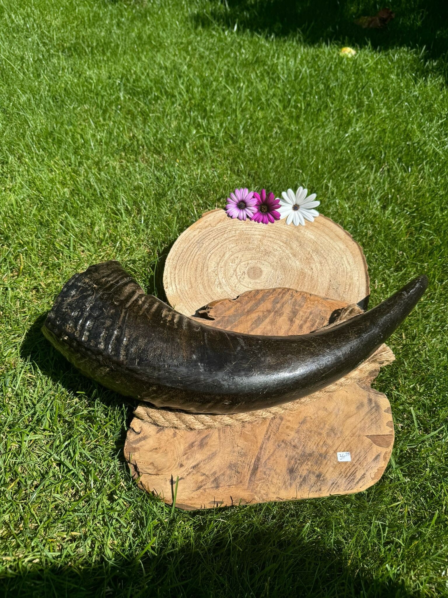 Waterbuffel hoorn met ophangsysteem