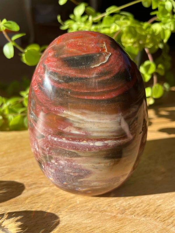 Versteend Hout - Nr 11