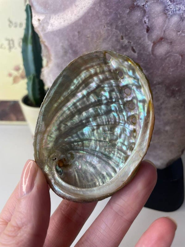 Abalone schelp +/- 7,5 cm