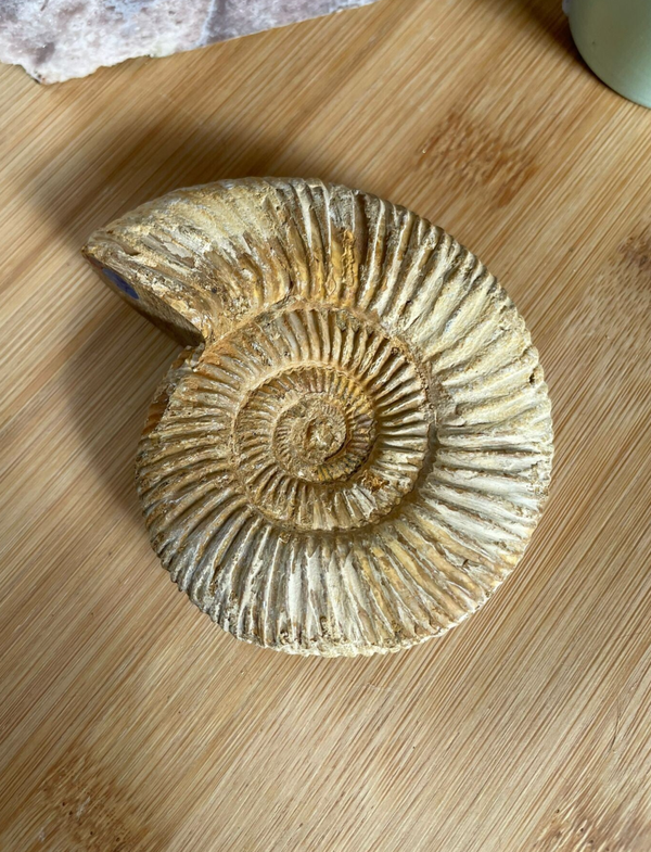 Perisphinctes Ammoniet - Nr 01