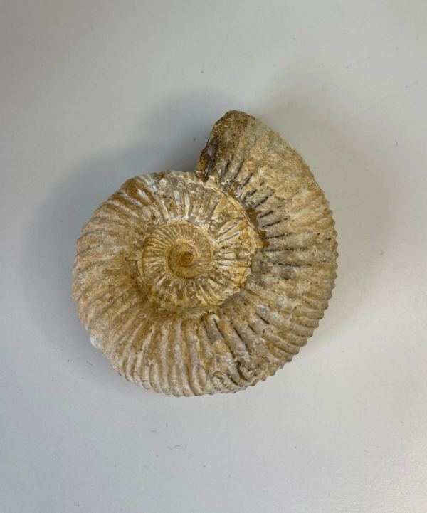 Perisphinctes Ammoniet - Nr 03