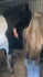 Melody's dwergkonijntjes