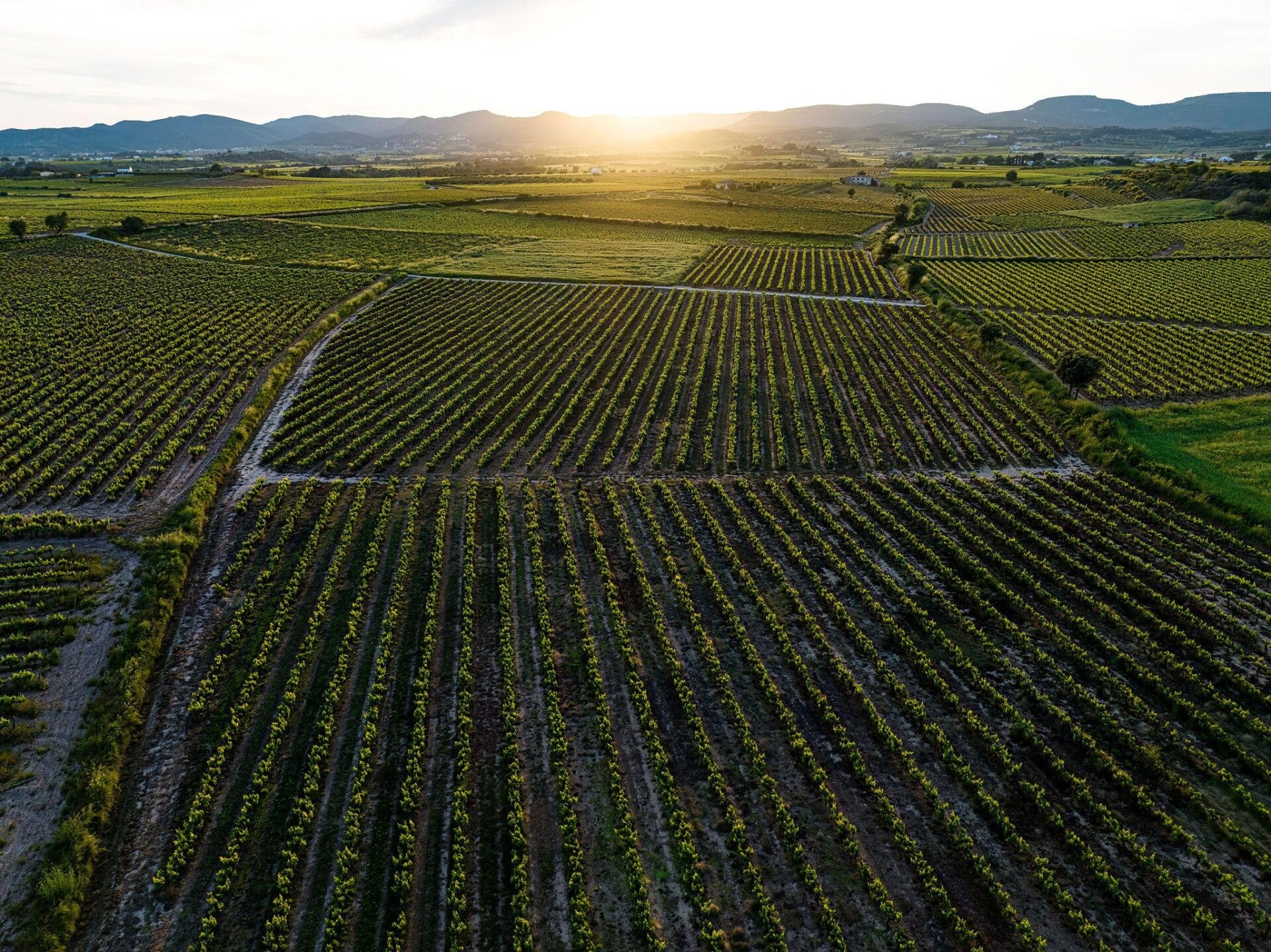 Vignes de Californie