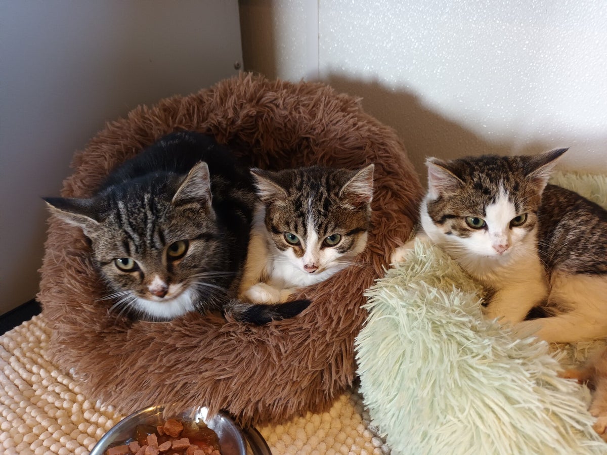 Kattenopvang Bastet Winkeltje kattenopvang-bastet-winkeltje
