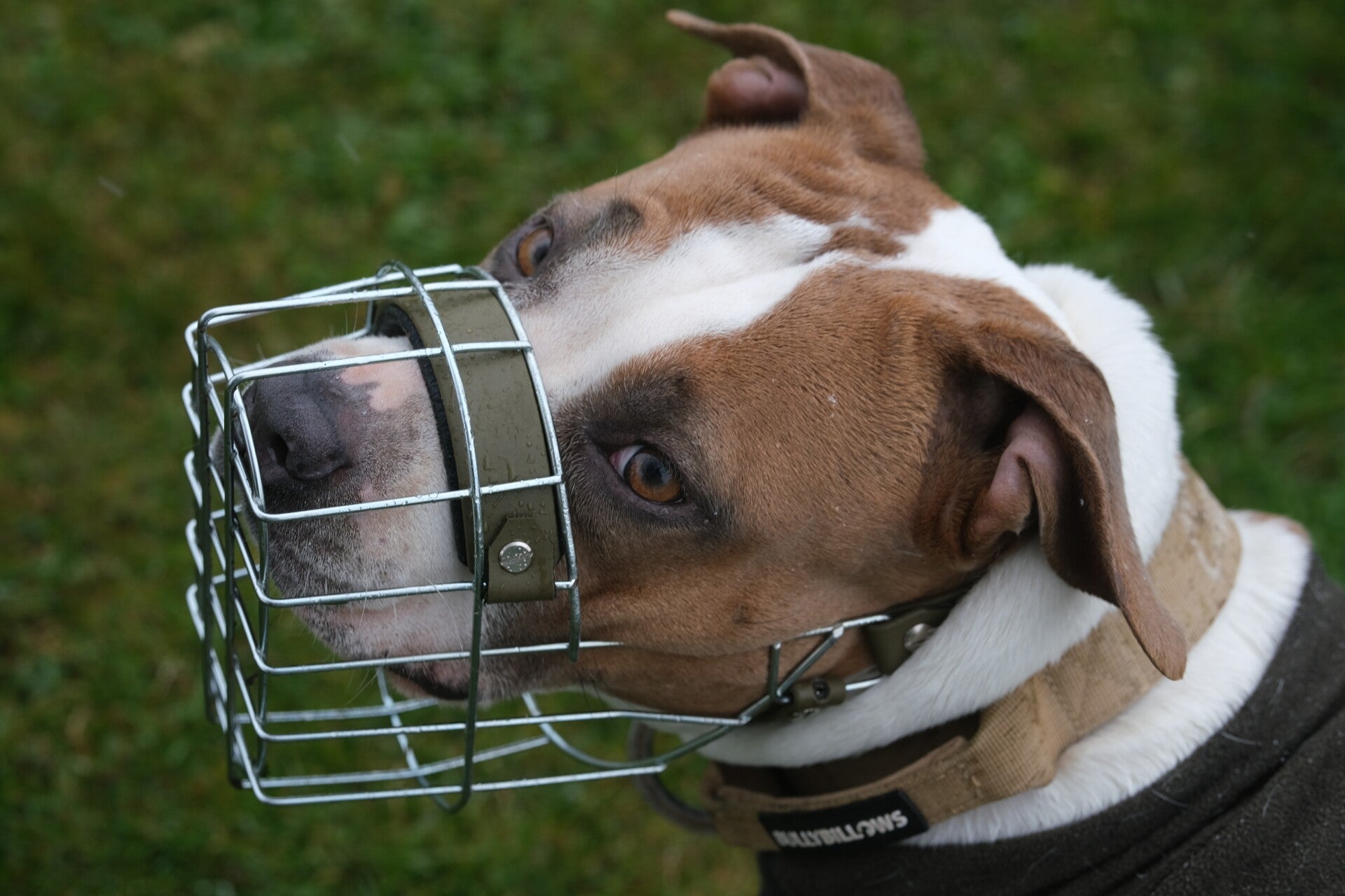 Erstgespräch - Hundekurs in Eraheim, Geislingen