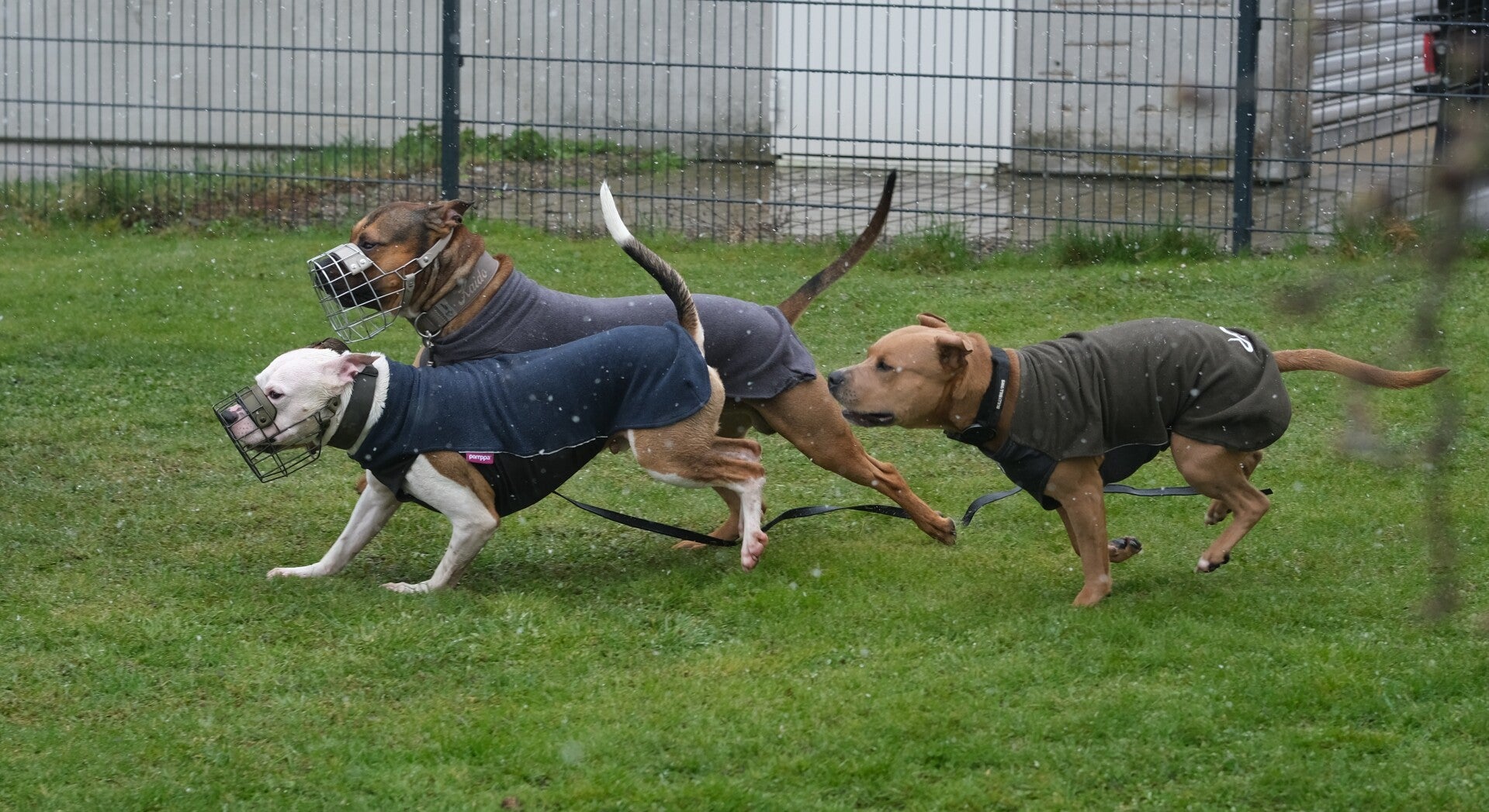 Hundekurse in Geislingen: Welpenkurs, Junghundekurs, Leinenführigkeit
