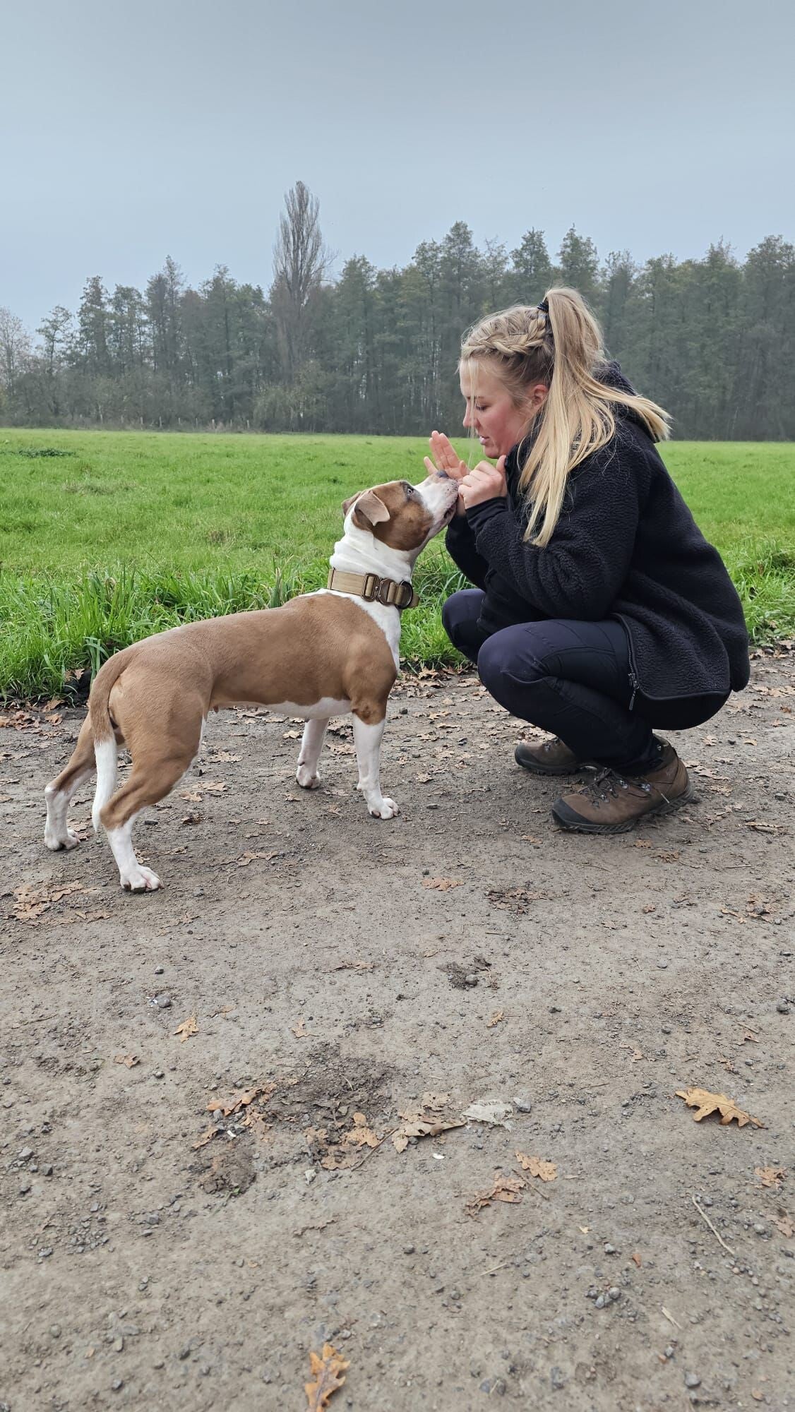 Hundetraining: Einzelstunde Hund