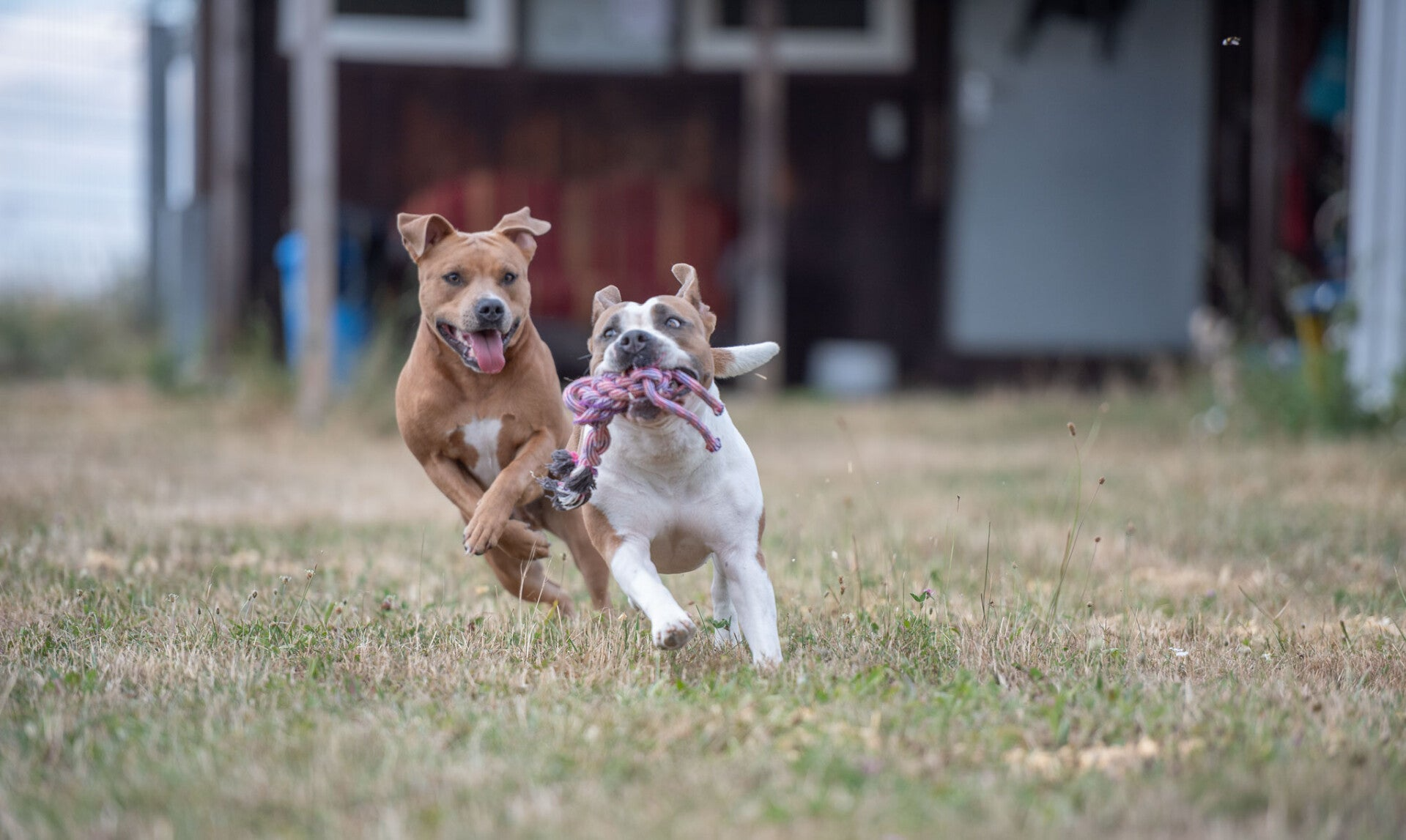 Sozialkontaktstunde | Hunde Kurs