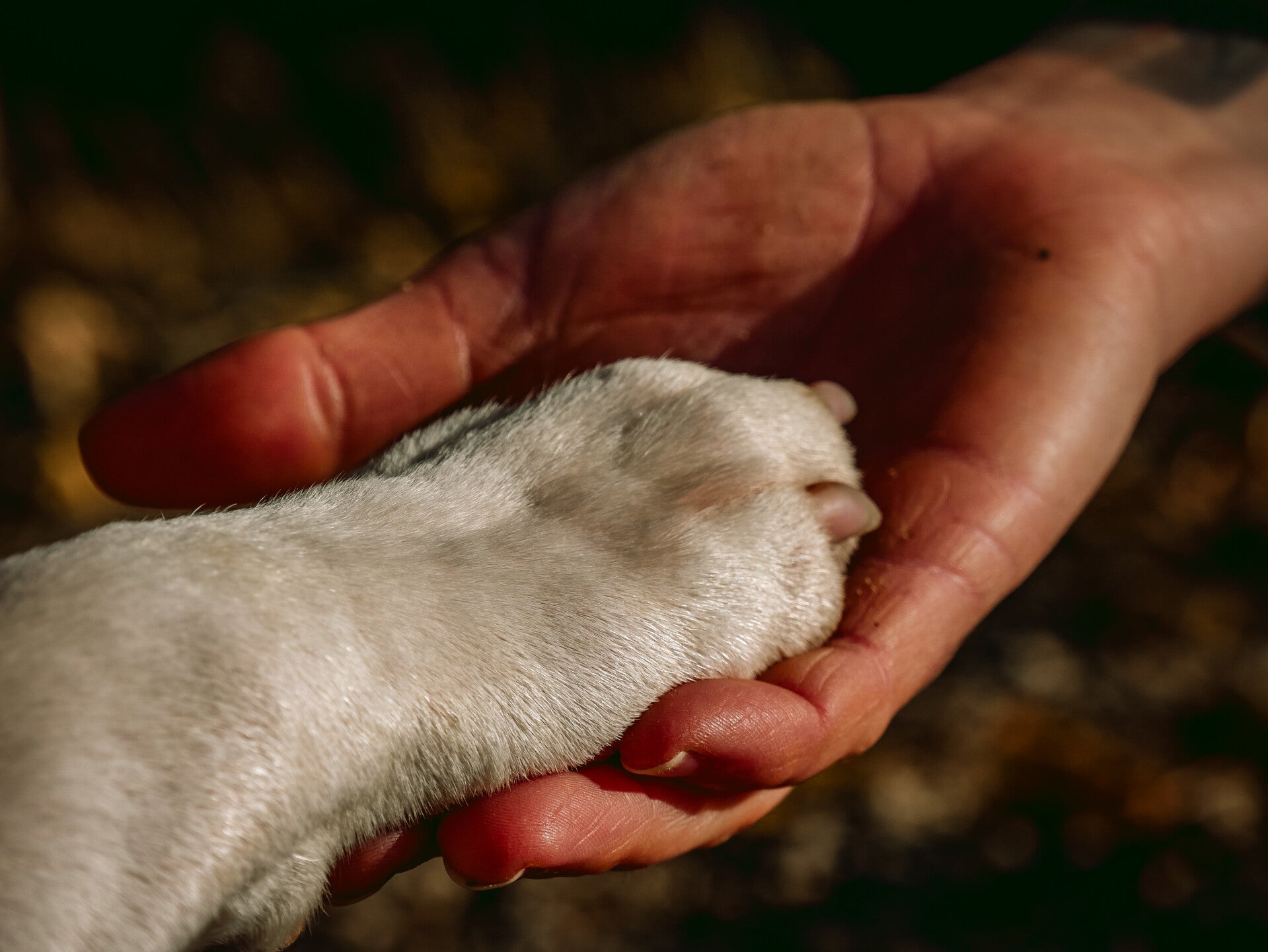 Hundetraining: Erstgespräch