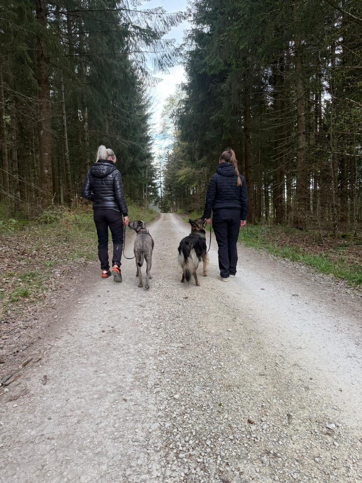 Leinenführigkeit & Orientierungskurs für Hunde