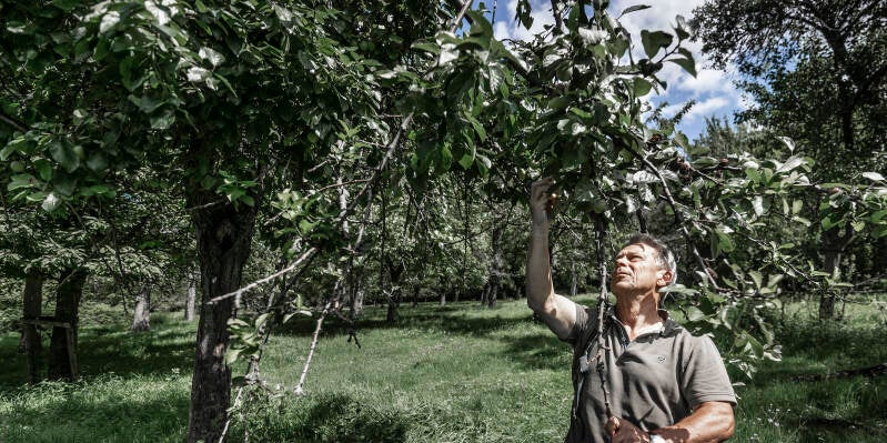 Mogelijke vraatsporen in deze pruimenboomgaard. Rijckholt 28-07-2021