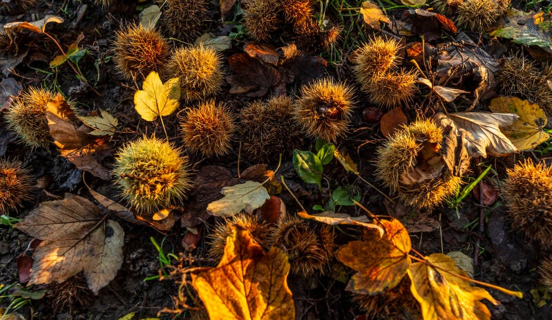 Herfst in Limburg. Het eten ligt voor het oprapen deze tijd van het jaar. Tamme kastanjes in het Stammenderbos. Sweikhuizen 09-10-2022 