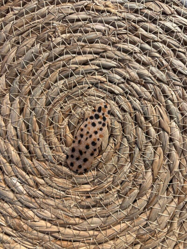 Klikklak haarspeldje