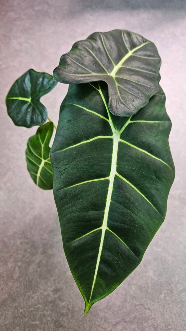 Alocasia Frydek