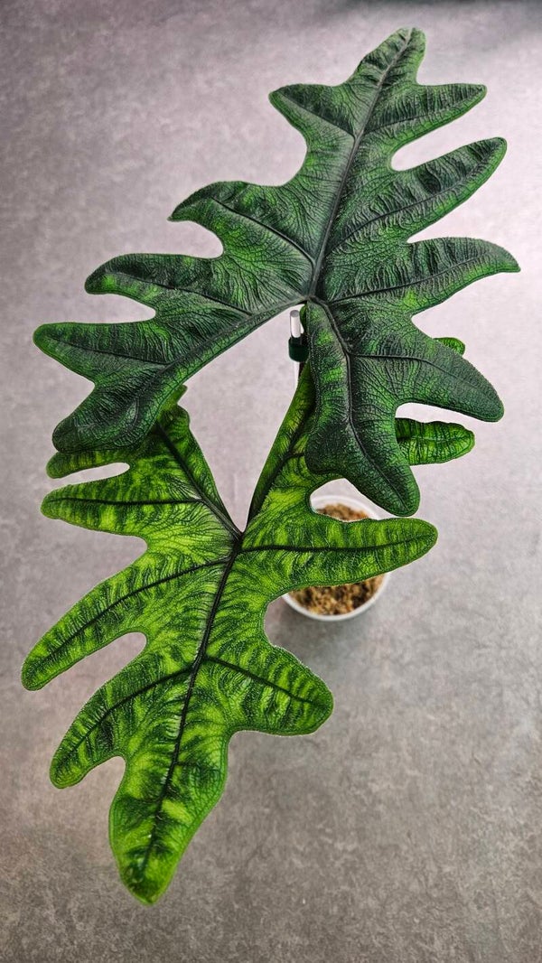 Alocasia Tandurusa Jacklyn - ca 50cm