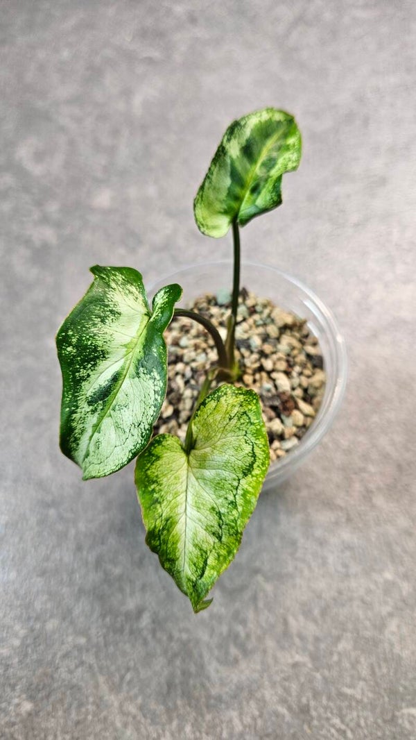 Syngonium Three Kings #2