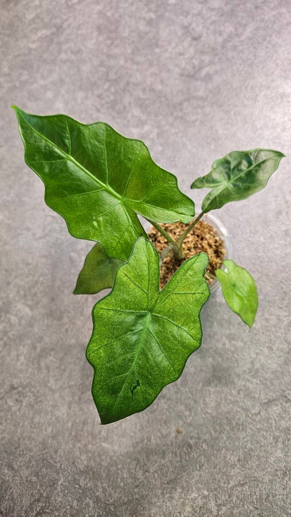 Alocasia Sp Ghost/Mint Variegata