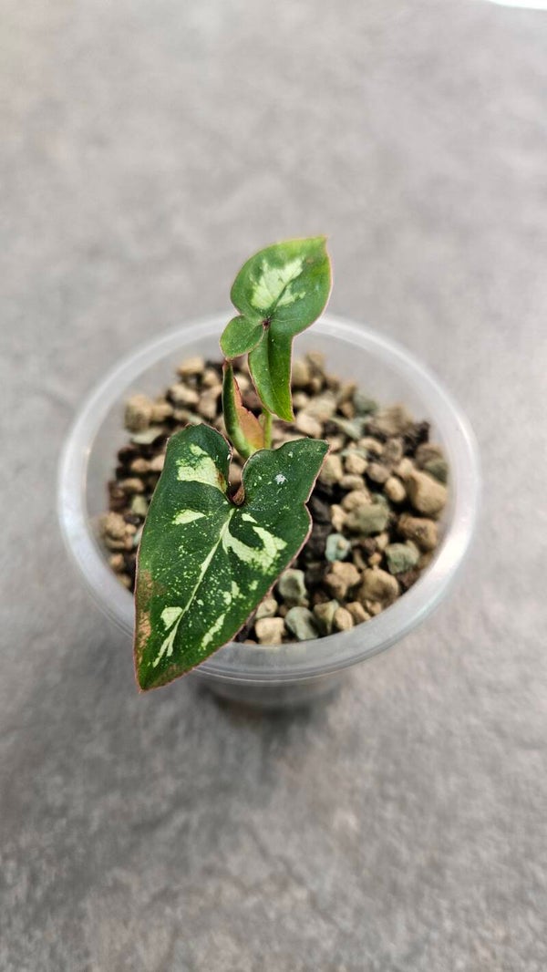 Syngonium Red Spot-Tricolor #1