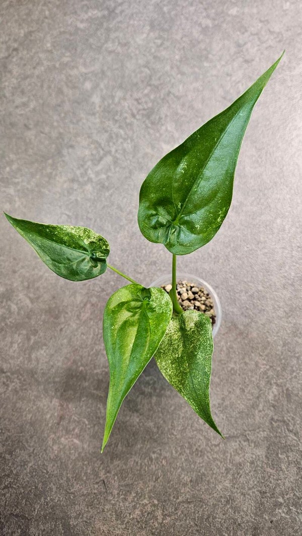 Alocasia Cucullata White/Mint Variegata