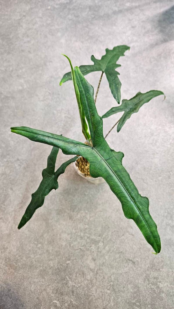Alocasia Sabrina Narrow