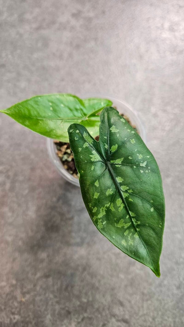 Alocasia Boyceana Shattered Glass #1