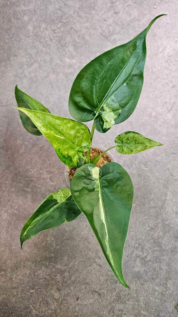 Alocasia Cucullata Aurea/Mint Variegata #10