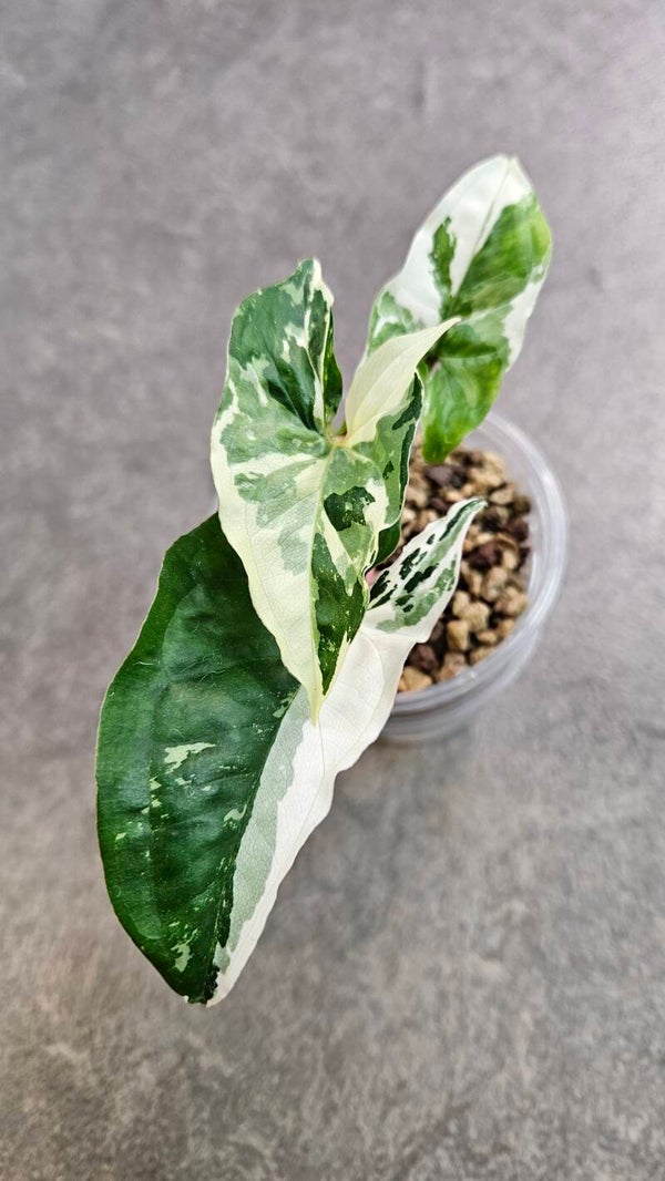 Syngonium Albo Variegata #1