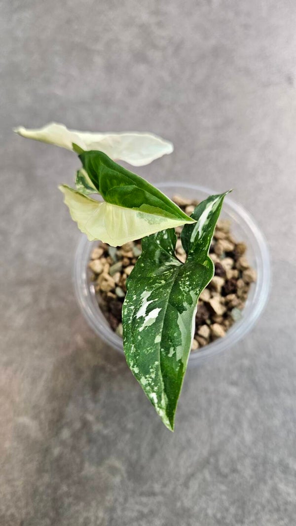Syngonium Albo Variegata #2