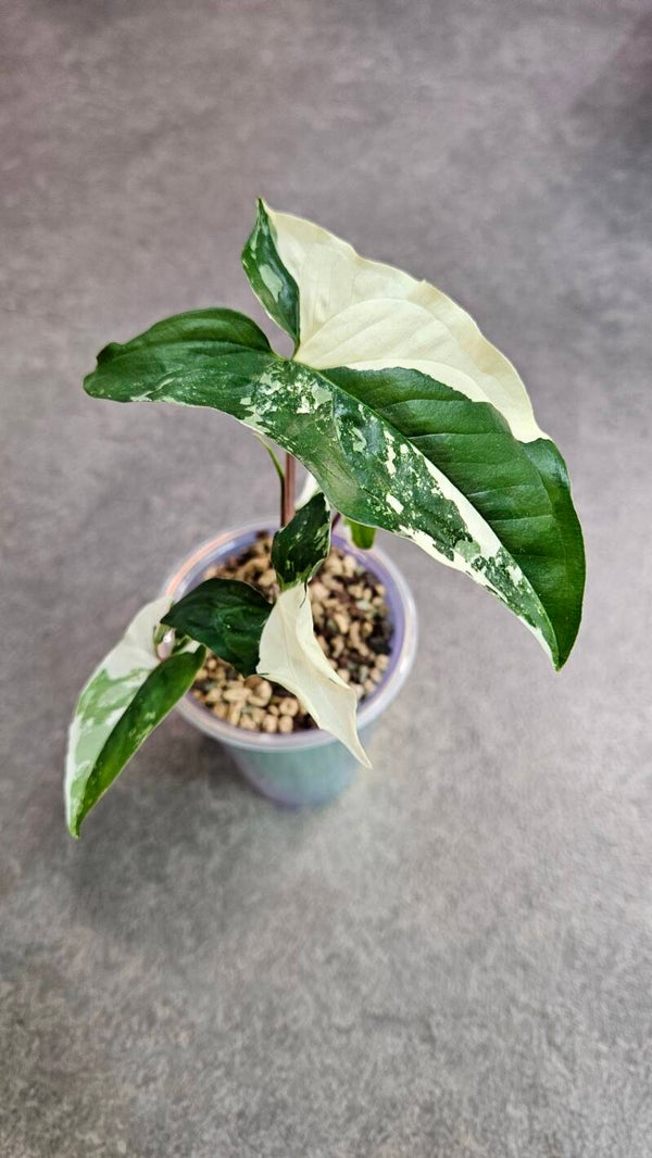 Syngonium Albo Variegata #9
