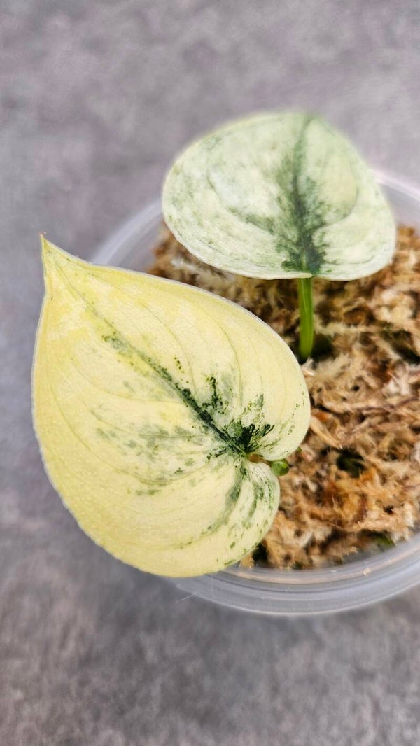 Scindapsus Mayari Mint Variegata #2