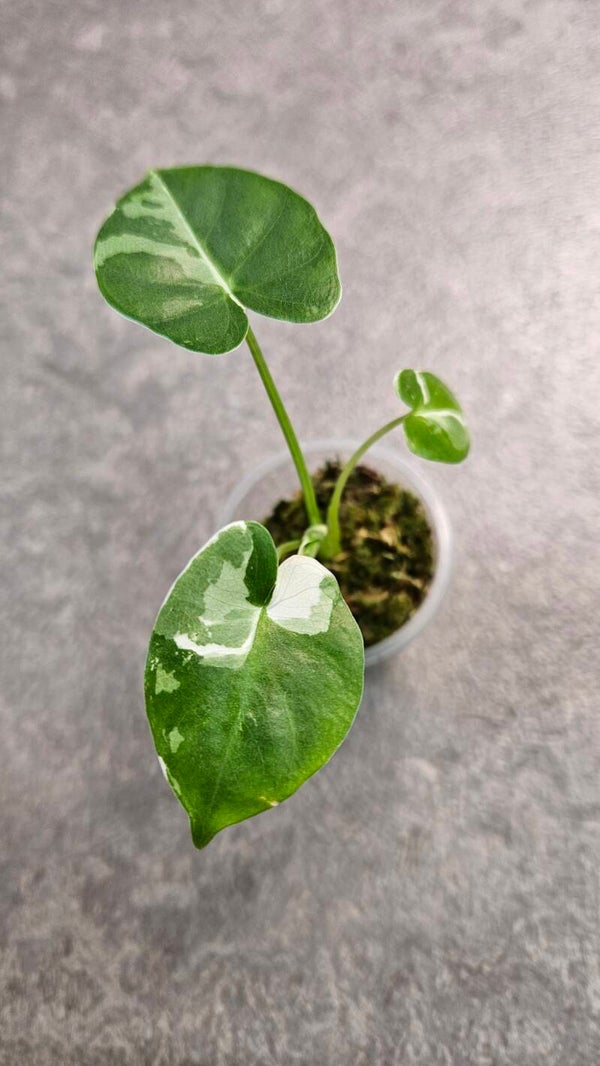 Alocasia Macrorrhiza Albo Variegata #3