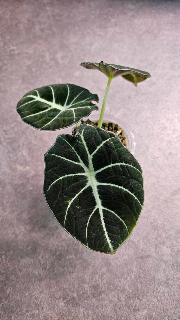 Alocasia Black Velvet