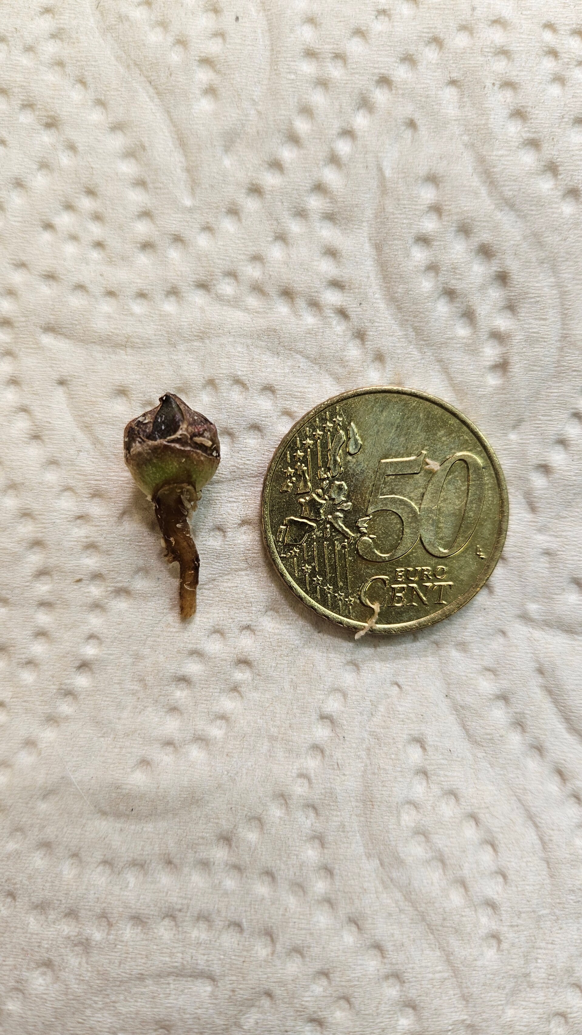 Corm - Alocasia Regal Shield Aurea/Gold Variegata