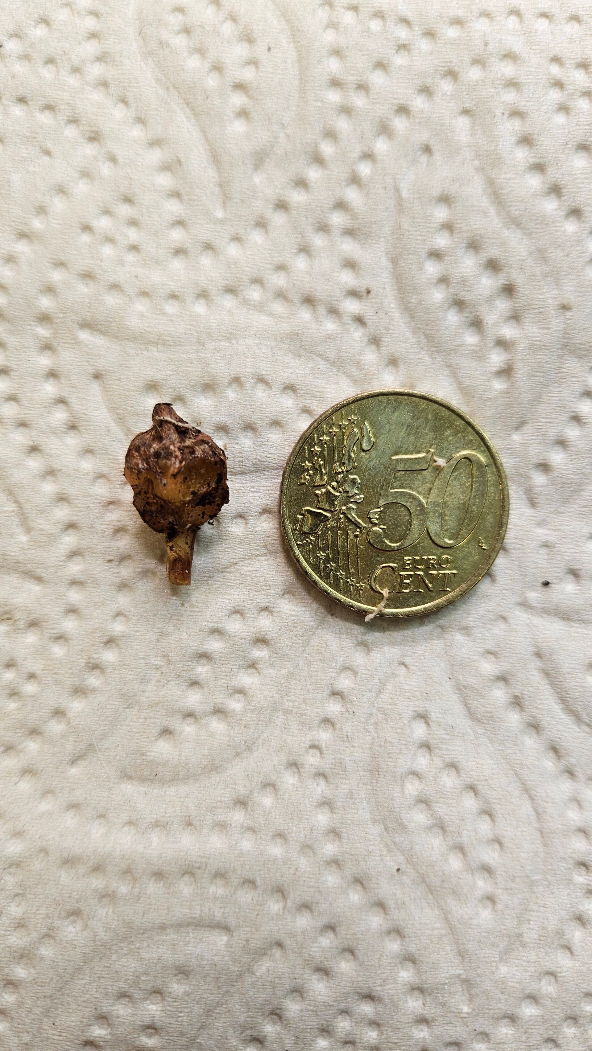Corm - Alocasia Sanderiana Nobilis Pink Variegata