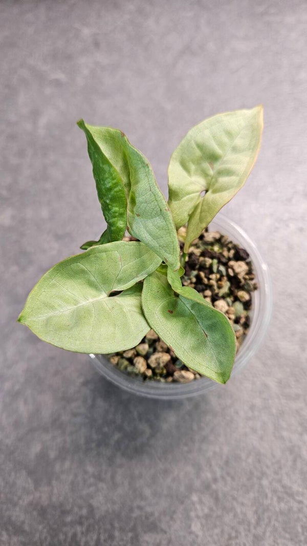 Syngonium Milk Confetti