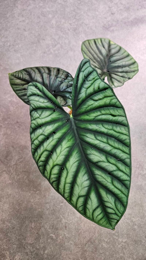 Alocasia Nebula Imperialis