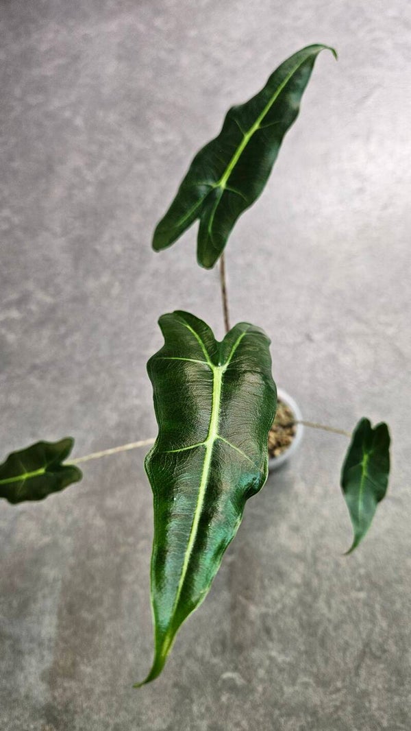 Alocasia Sarian #3