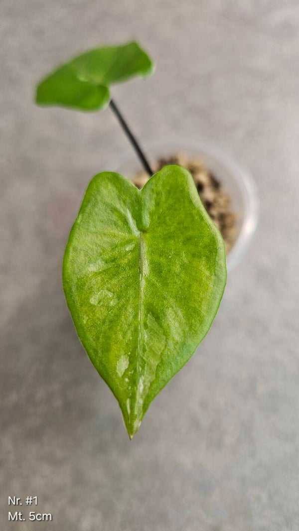Alocasia Macrorrhiza Black Stem Variegata